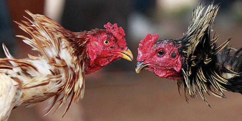 Quy định thắng thua của gà